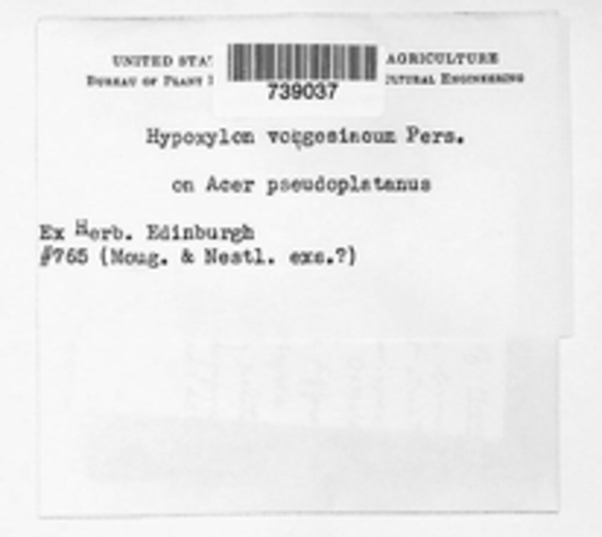 Hypoxylon vogesiacum image